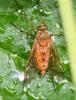 Rhagio tringarius